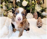 Puppy Puppy 1 Bella Miniature Australian Shepherd