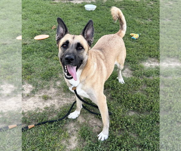 Medium Photo #3 German Shepherd Dog-Unknown Mix Puppy For Sale in Evansville, IN, USA