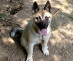 Puppy Amy Akita-Siberian Husky Mix