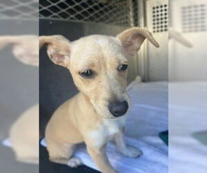 Chihuahua Dogs for adoption in Woodland, CA, USA