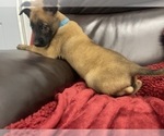 Small Photo #92 Belgian Malinois Puppy For Sale in REESEVILLE, WI, USA