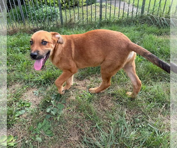 Medium Photo #2 Labrador Retriever-Unknown Mix Puppy For Sale in Germantown, OH, USA