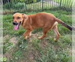 Small Photo #2 Labrador Retriever-Unknown Mix Puppy For Sale in Germantown, OH, USA