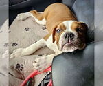 Small #1 Bulldog