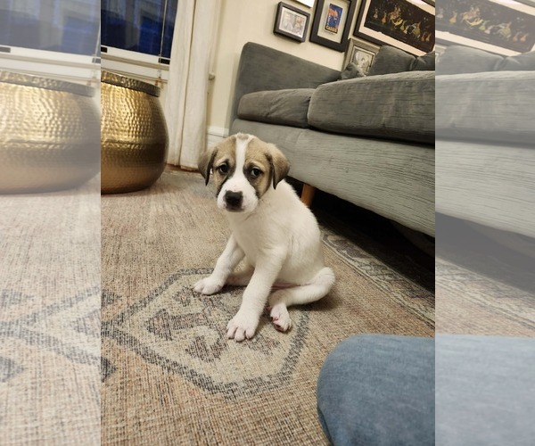 Medium Photo #7 Great Pyrenees-Unknown Mix Puppy For Sale in pomfret, CT, USA