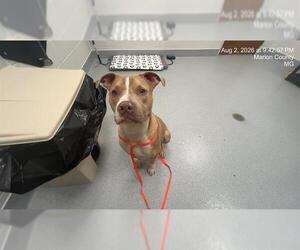 Catahoula Leopard Dog-Unknown Mix Dogs for adoption in Ocala, FL, USA