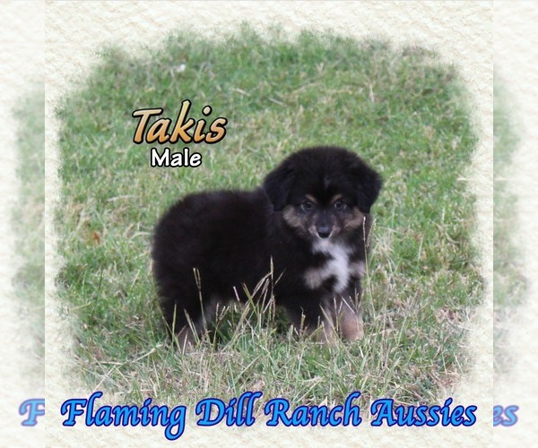 Medium Photo #1 Miniature Australian Shepherd Puppy For Sale in FORESTBURG, TX, USA