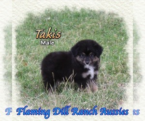 Miniature Australian Shepherd Puppy for sale in FORESTBURG, TX, USA