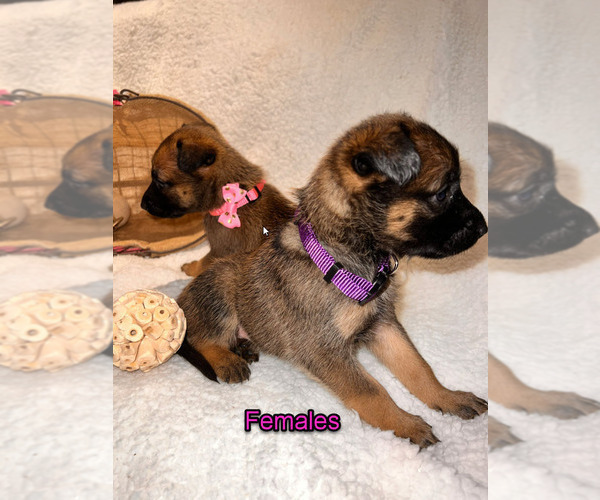 Medium Photo #14 Belgian Malinois Puppy For Sale in HOUSTON, TX, USA