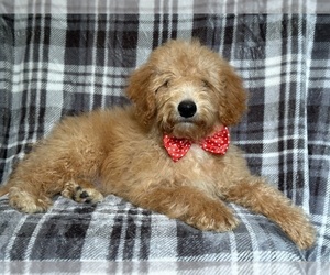 Goldendoodle (Miniature) Puppy for sale in LAKELAND, FL, USA