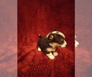 Pembroke Welsh Corgi Puppy for sale in WINCHESTER, OH, USA