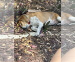 Small #3 Beagle