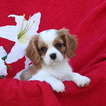 Small Photo #1 Cavalier King Charles Spaniel Puppy For Sale in GAP, PA, USA