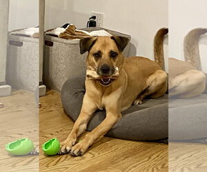 LUCAS - Male Mutt Dog for Adoption - Photo #6