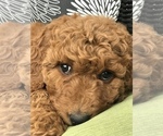 Small Photo #9 Goldendoodle Puppy For Sale in BOWLING GREEN, KY, USA