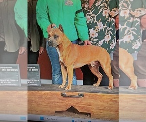 Father of the American Pit Bull Terrier puppies born on 10/13/2025