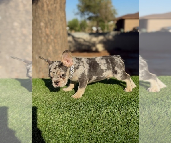 Medium Photo #12 French Bulldog Puppy For Sale in POMONA, CA, USA
