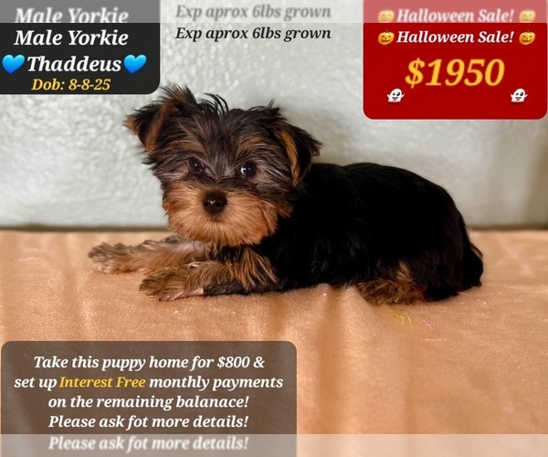 Medium Photo #1 Yorkshire Terrier Puppy For Sale in TUCSON, AZ, USA