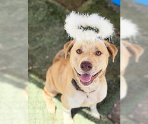 Labrador Retriever-Unknown Mix Dogs for adoption in Ventura, CA, USA