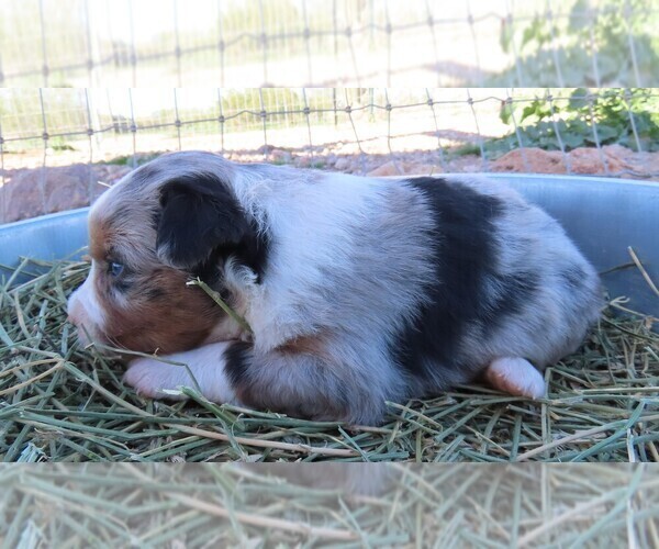 Medium Photo #10 Miniature Australian Shepherd Puppy For Sale in WITTMANN, AZ, USA