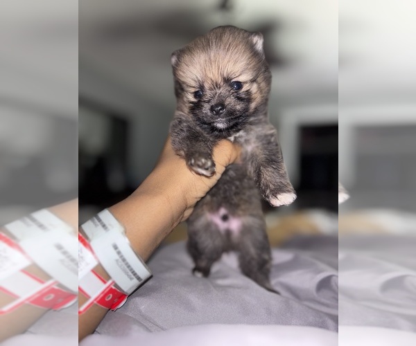 Medium Photo #1 Pomeranian Puppy For Sale in MARINGOUIN, LA, USA