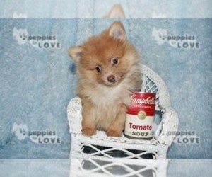 Pomeranian Puppy for sale in SANGER, TX, USA