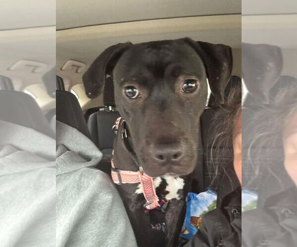 Medium Photo #1 Labrador Retriever-Unknown Mix Puppy For Sale in Walnutport, PA, USA