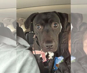 Labrador Retriever-Unknown Mix Dogs for adoption in Walnutport, PA, USA