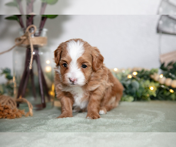 Medium Photo #2 Maltipoo (Toy) Puppy For Sale in GOSHEN, IN, USA