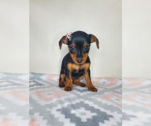 Yorkie Pin Puppy for sale in GOSHEN, IN, USA