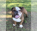 Small #2 Bulldog