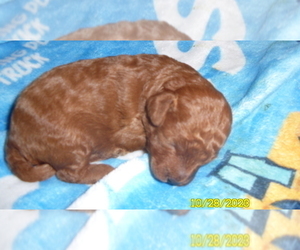 Poodle (Toy) Puppy for sale in DULUTH, GA, USA