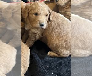 Goldendoodle (Miniature) Puppy for sale in FREEPORT, MN, USA