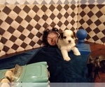 Puppy 3 Yorkshire Terrier