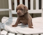 Small #8 Labrador Retriever