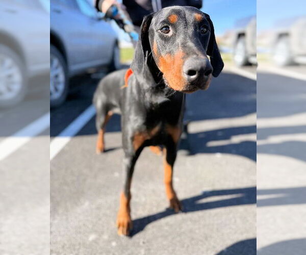 Medium Photo #1 Doberman Pinscher Puppy For Sale in Omaha, NE, USA