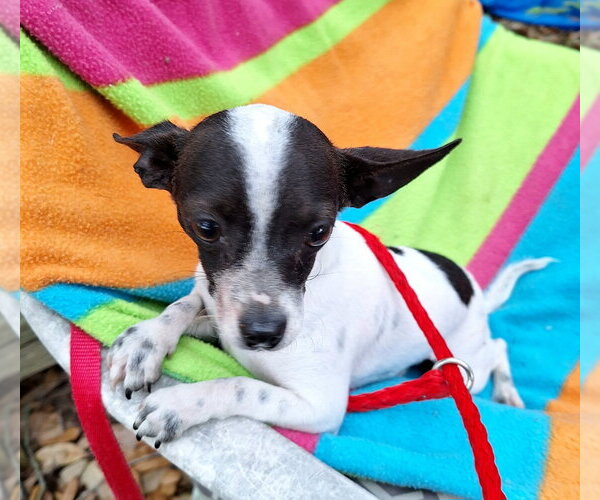 Medium Photo #3 Chihuahua-Unknown Mix Puppy For Sale in Missouri City, TX, USA