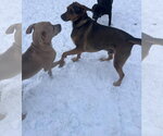 Small Photo #32 American Bulldog-Unknown Mix Puppy For Sale in Princeton, MN, USA