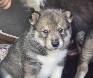 Siberian Husky Puppy for sale in FORT PLAIN, NY, USA