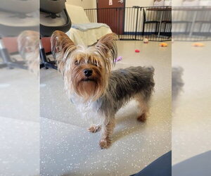 Mutt Dogs for adoption in Fort Wayne, IN, USA