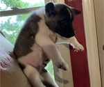 Small Photo #22 Akita Puppy For Sale in INDIANAPOLIS, IN, USA