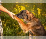 Small #5 Golden Retriever-Saint Bernard Mix
