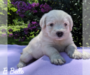 Labradoodle-Poodle (Standard) Mix Puppy for sale in LINDEN, TN, USA