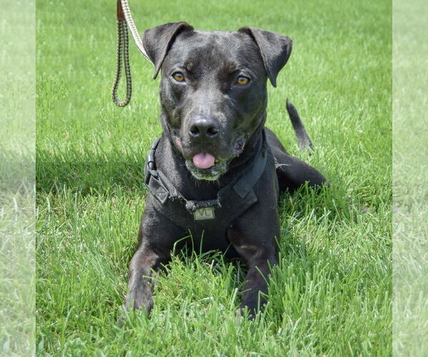 Medium Photo #3 American Staffordshire Terrier-Boxer Mix Puppy For Sale in Huntley, IL, USA