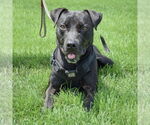 Small #2 American Staffordshire Terrier-Boxer Mix