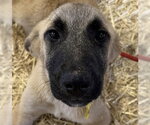Small Anatolian Shepherd Mix
