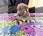 Spiced Orange - Male German Shepherd Dog Puppy for Sale - Photo #8