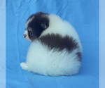Small Photo #9 Pomeranian Puppy For Sale in WEST PALM BEACH, FL, USA