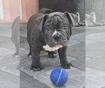 Image preview for Ad Listing. Nickname: Bluey