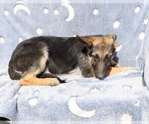 German Shepherd Dog Puppy for sale in BLOOMINGTON, IN, USA